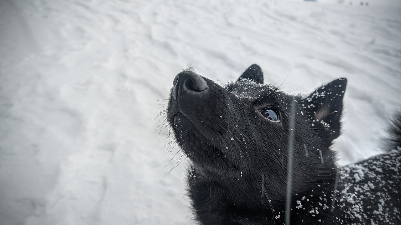 The Unique Traits of the Schipperke